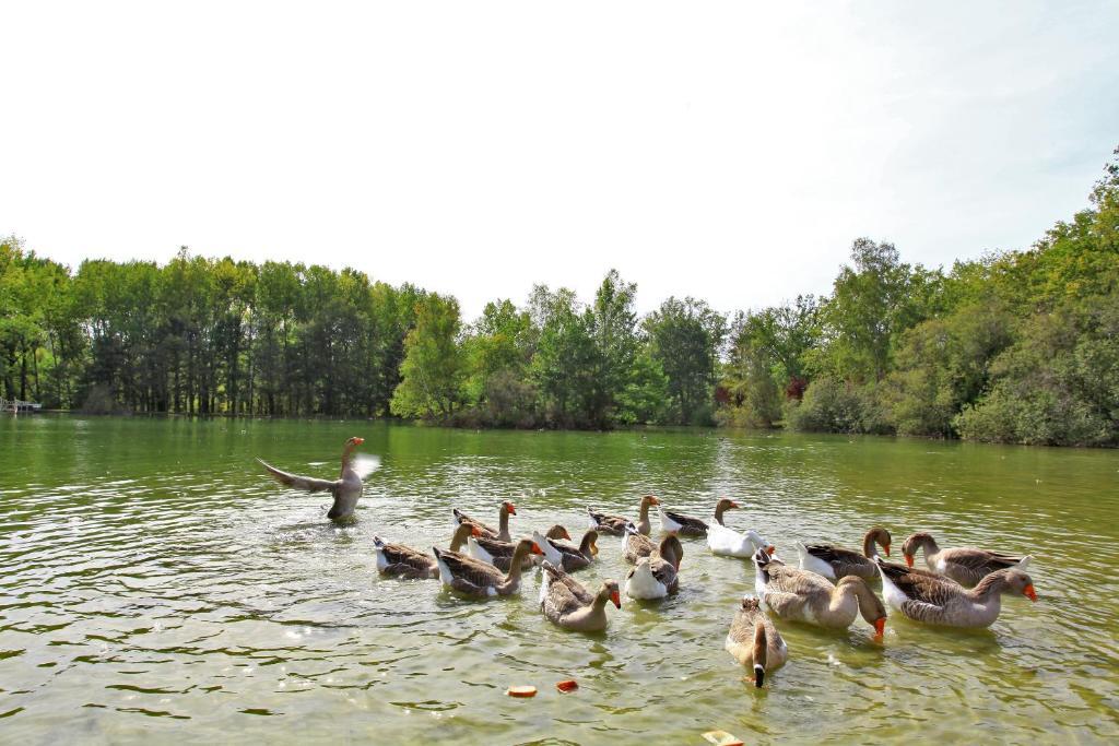 Vieux-Mareuil Auberge De L'Etang Bleu חדר תמונה